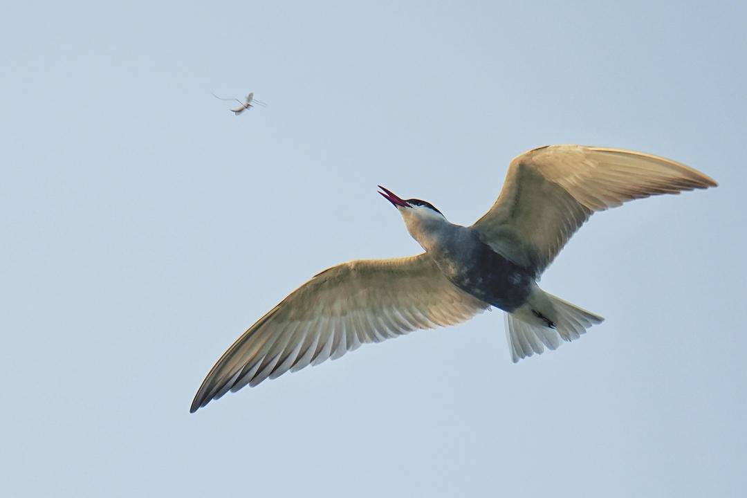 朝陽：仲夏時節，鳥兒齊聚