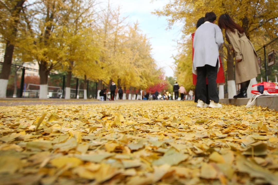 秋日限定款，漫天飛舞的金色浪漫