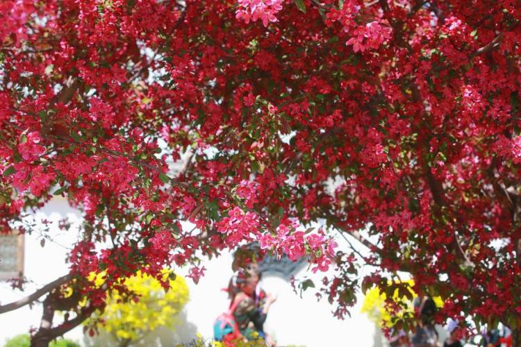 鞍山：海棠紅勝火