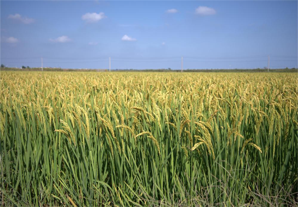 圖説·普蘭店 | 黨建引領聚合力 普蘭店區探索黨群共富新路徑_fororder_普蘭店系列6