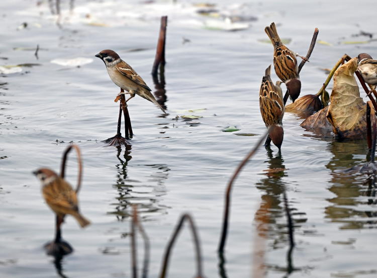 “雀”躍荷塘_fororder_麻雀4