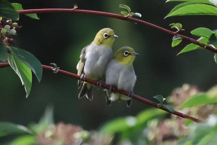 朝陽：可愛“白眼圈” 精緻繡眼鳥