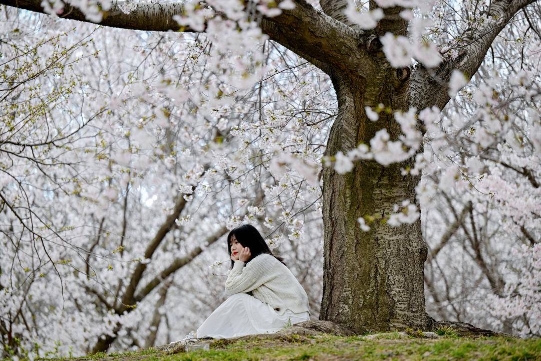 大連：櫻花如海