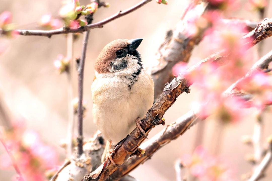 朝陽：鳥語花香春光美