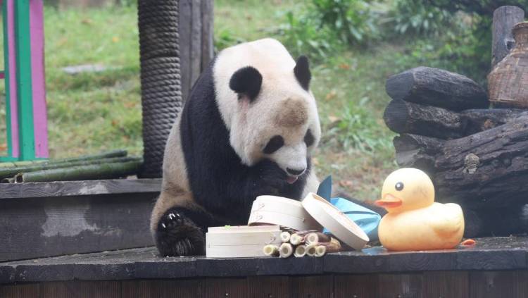 大連的小動物們也有專屬“中秋大禮包”