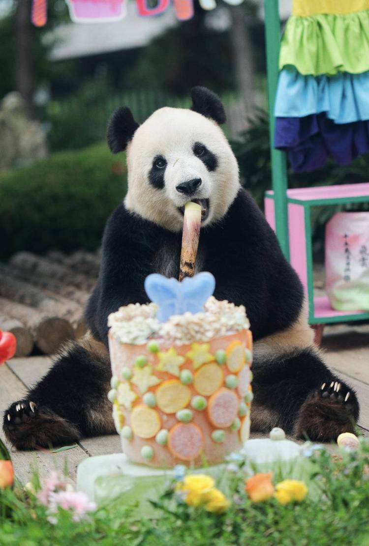 大連大熊貓“飛雲”15歲生日快樂！