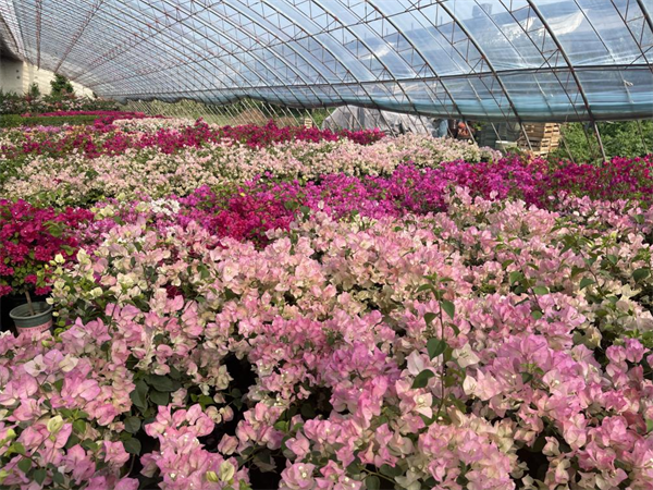 圖説·普蘭店 | 黨建引領聚合力 普蘭店區探索黨群共富新路徑_fororder_普蘭店系列7