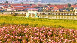 東港：夕陽鎏金處，花海醉遊人