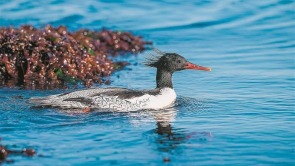 中華秋沙鴨現身“海之韻”