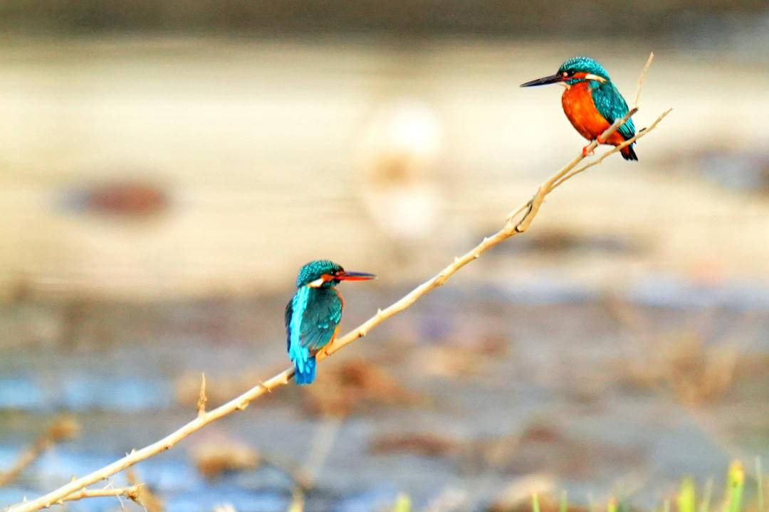 朝陽：翠鳥舞動大淩河
