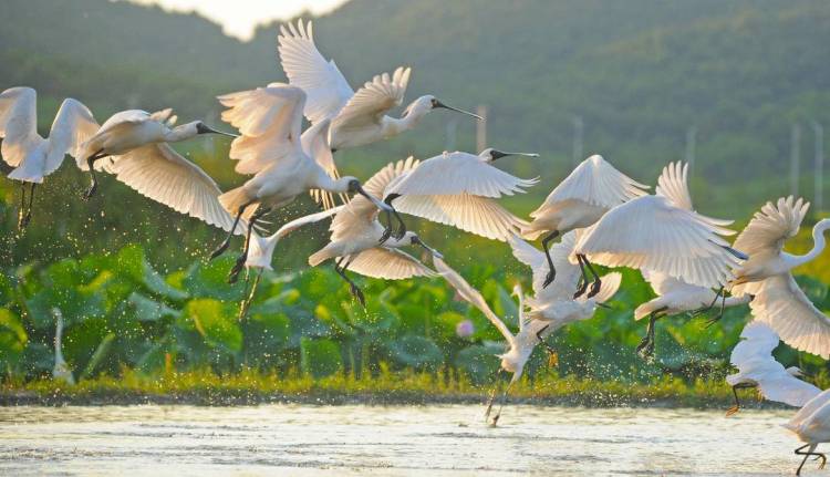 大連莊河：“鳥中大熊貓”組團覓食