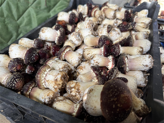 閒置大棚點“菌”成“金”_fororder_普蘭店菌菇1