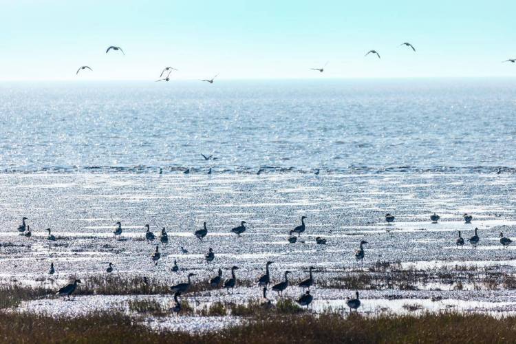 盤錦遼河三角洲濕地迎來候鳥遷徙高峰期