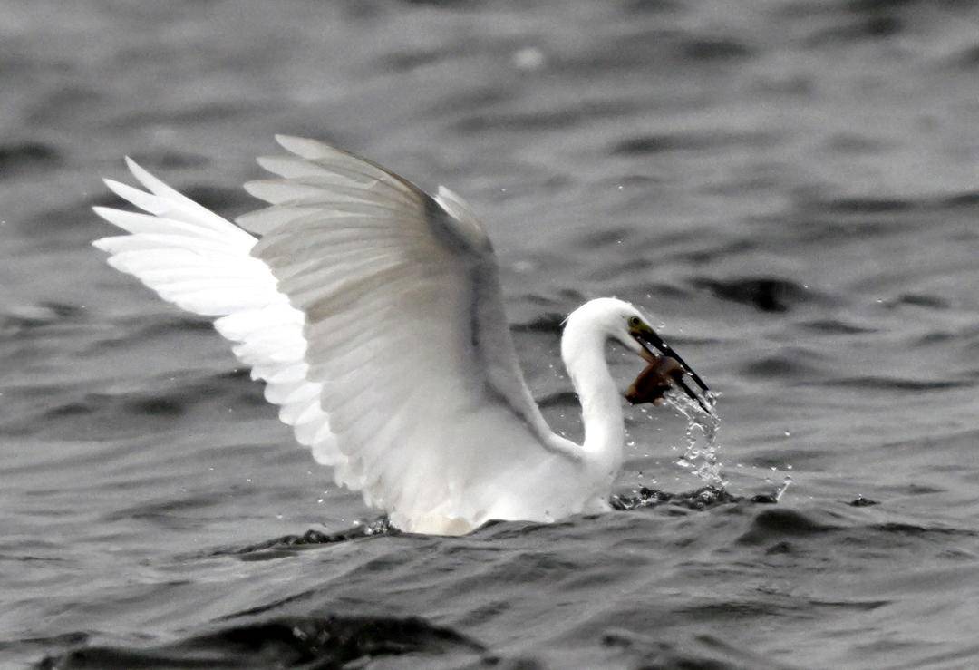 瀋陽丁香湖：水鳥翩躚，生態如畫