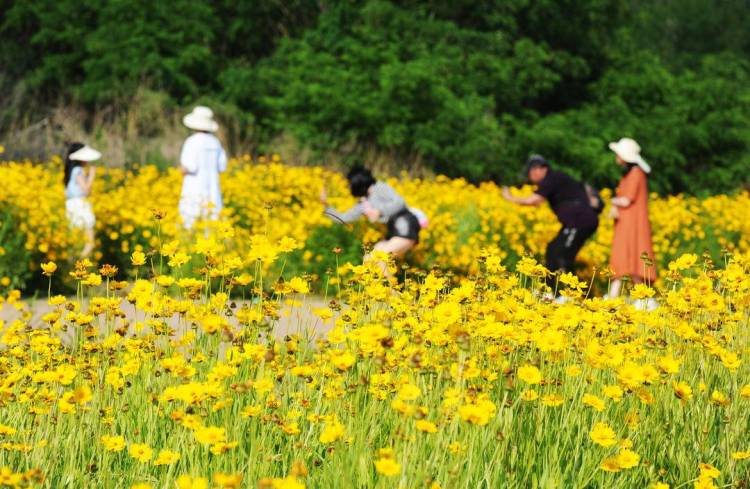 大連：盛夏花開遊人醉