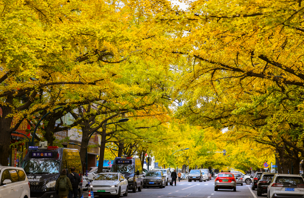 丹東百年銀杏鋪就“黃金大道”