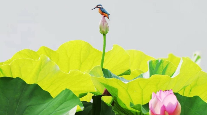 朝陽：荷花勝景，七月詩行