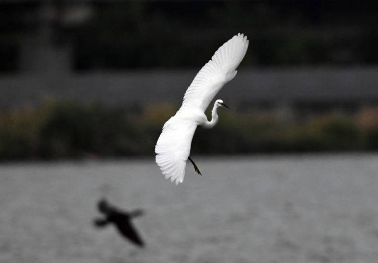 瀋陽丁香湖：水鳥翩躚，生態如畫