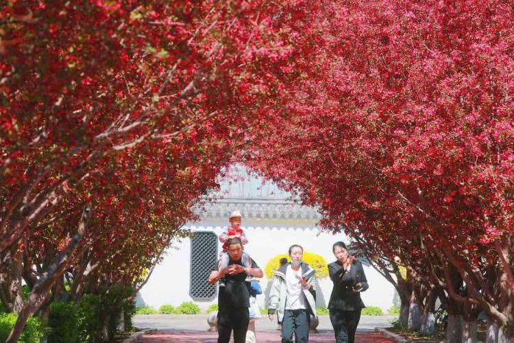 鞍山：海棠紅勝火