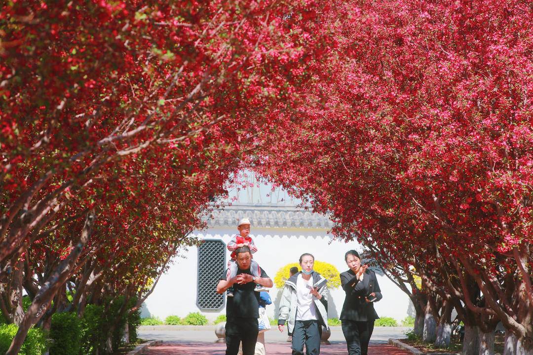 鞍山：海棠紅勝火