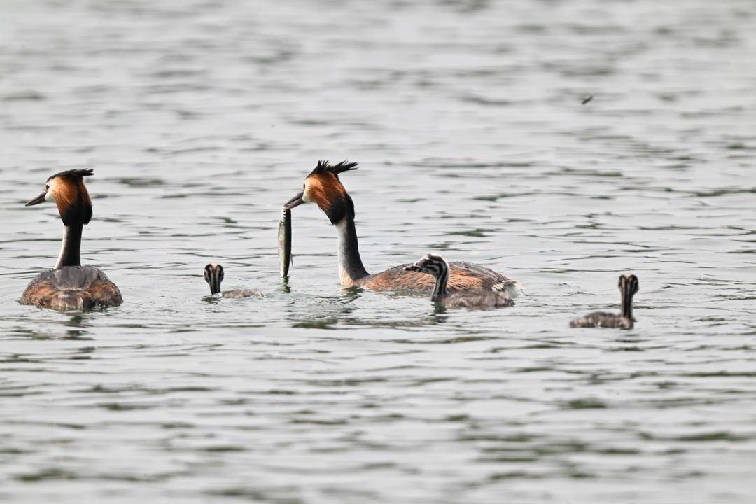 瀋陽丁香湖：鳳頭鸊鷉育雛忙