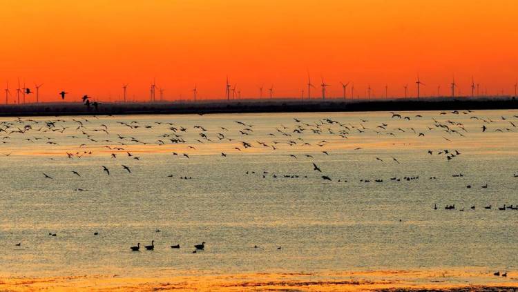 南遷候鳥小憩臥龍湖