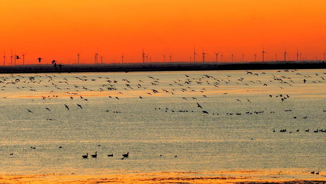 南遷候鳥小憩臥龍湖