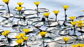 千年荇菜，花開淩河