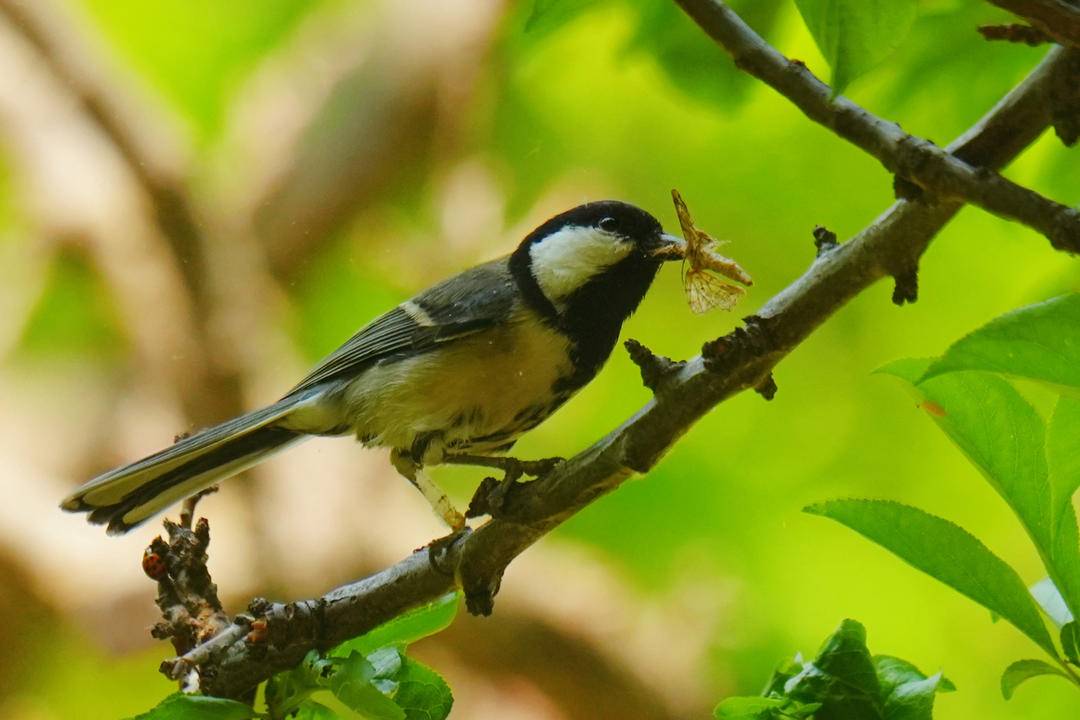 朝陽：仲夏時節，鳥兒齊聚