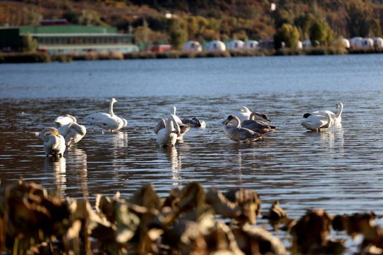 大批白天鵝現身朝陽城區