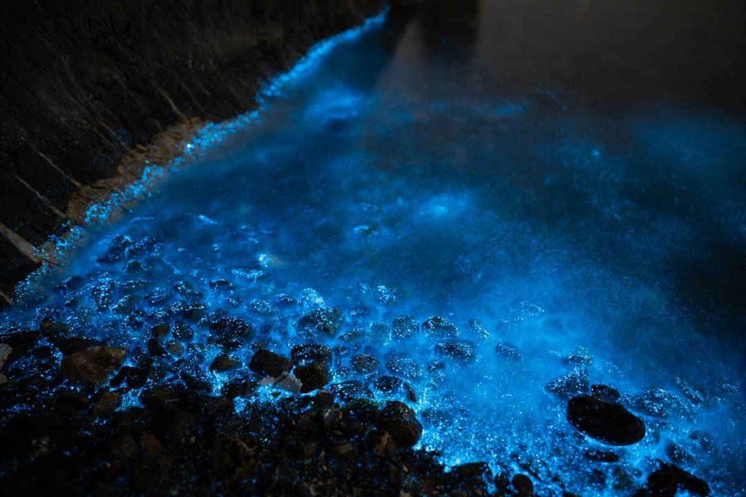 大連“熒光海”，宛若墜星河