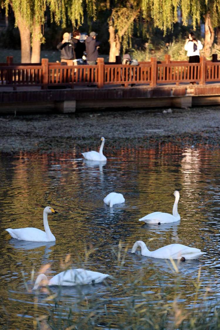 大批白天鵝現身朝陽城區