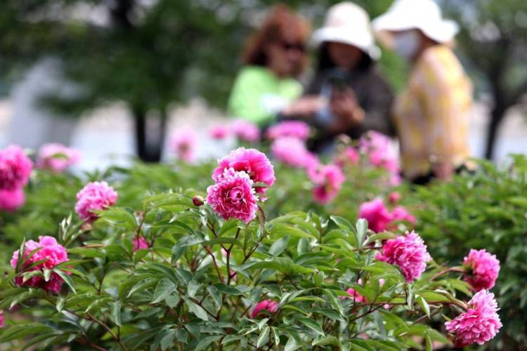 朝陽：五月“花神”芍藥盛放