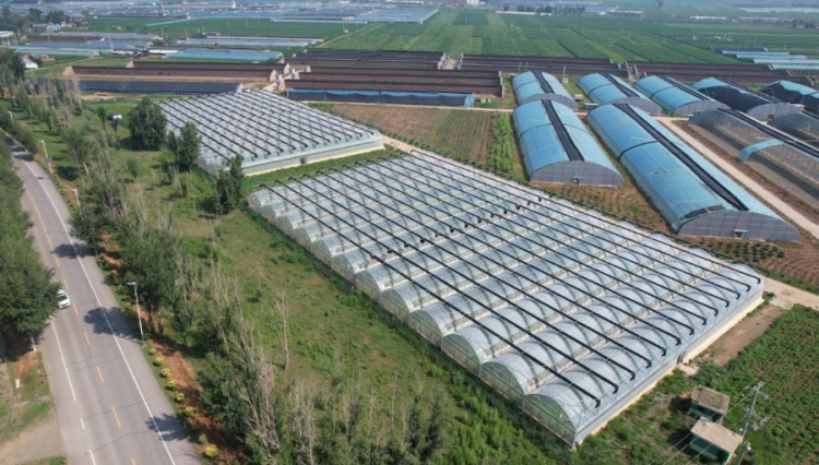 遼寧淩源：以花為媒 綻放“美麗經濟”