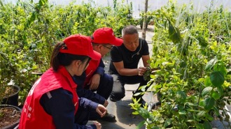 國網阜新供電公司：可靠電助力 繪就智慧種植“莓”好“豐”景
