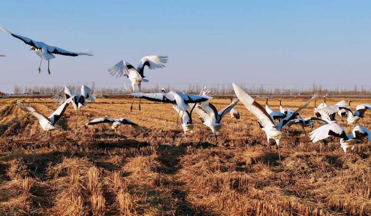 鶴群越冬遼河三角洲