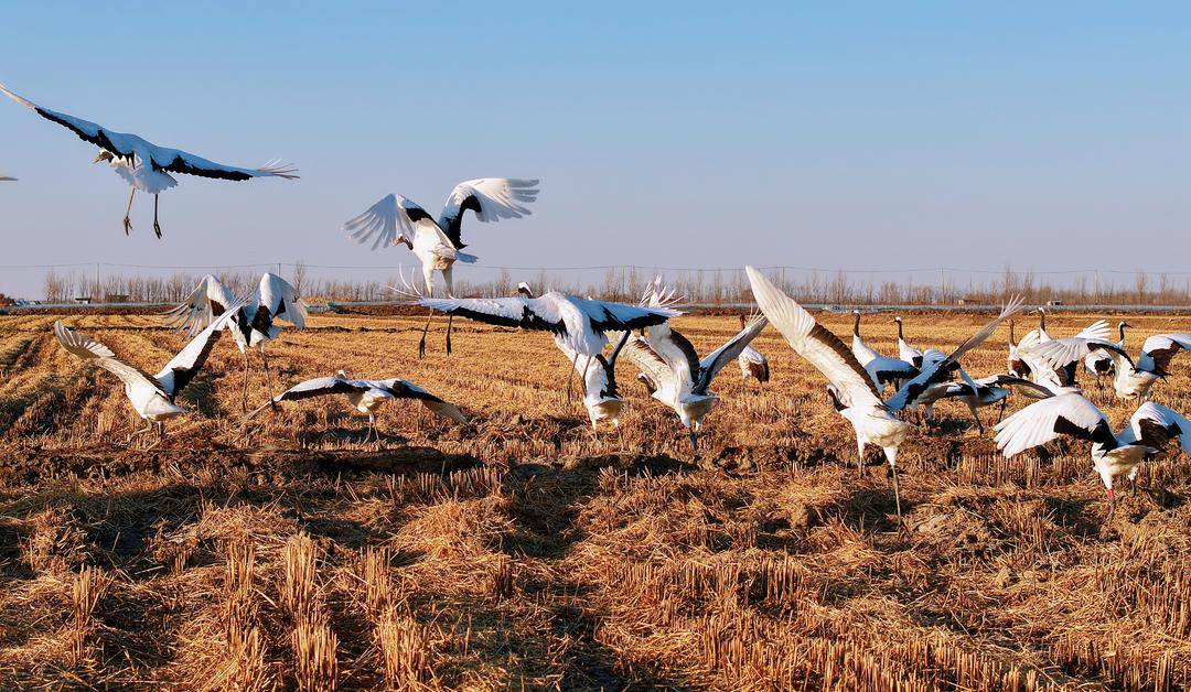鶴群越冬遼河三角洲