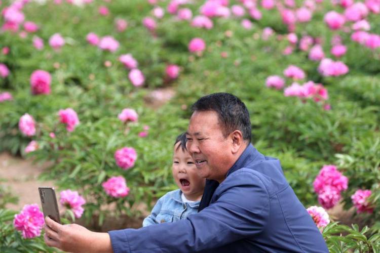 朝陽：五月“花神”芍藥盛放