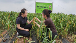 朝陽：走出有機産品帶動雜糧産業興旺的新路徑