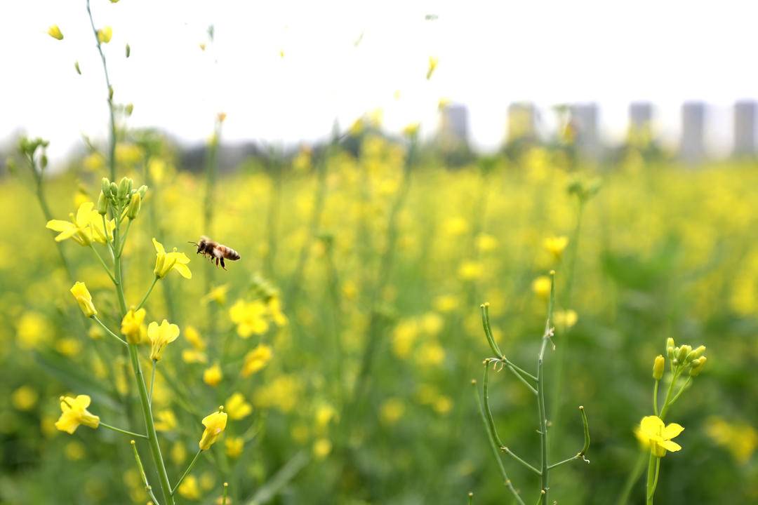 朝陽城區百畝油菜花兒開
