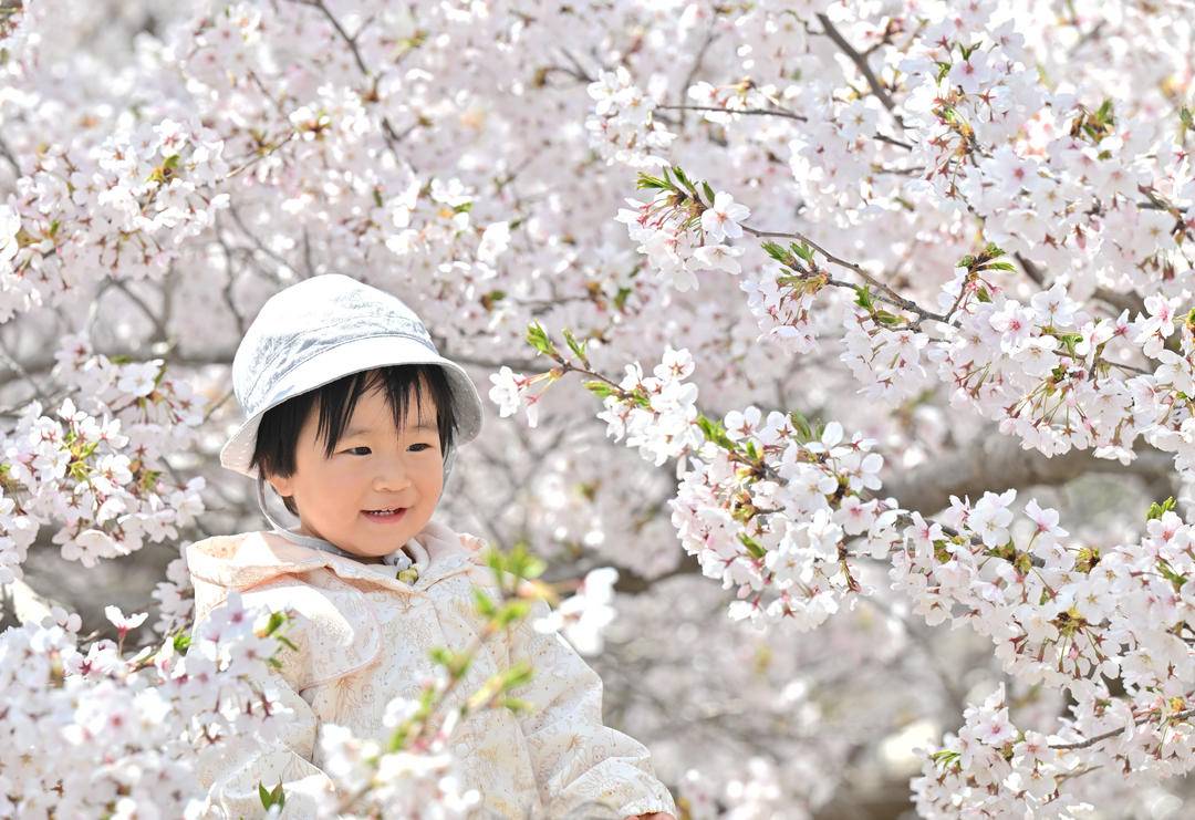 大連：櫻花如海