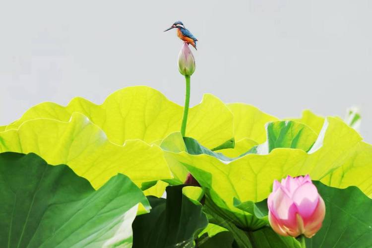 朝陽：荷花勝景，七月詩行