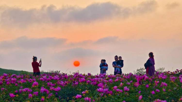 東港：夕陽鎏金處，花海醉遊人