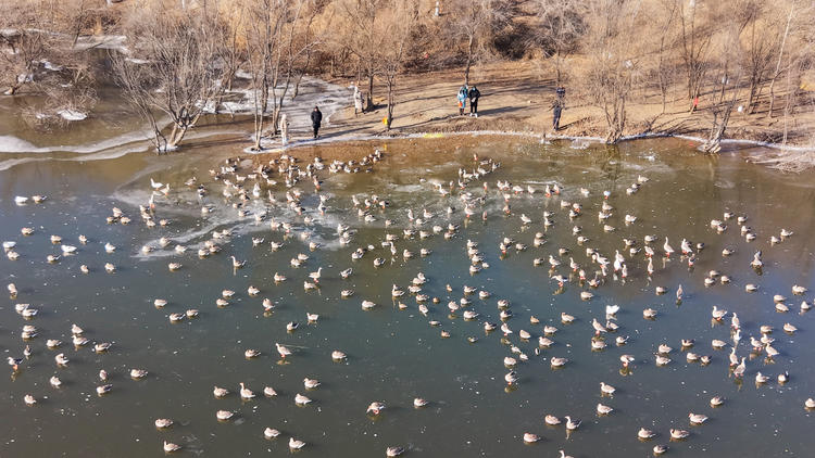 雁舞渾河岸 景繪瀋陽冬_fororder_轉載圖1