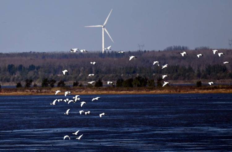 康平臥龍湖：候鳥翔集繪就生態絕美畫卷