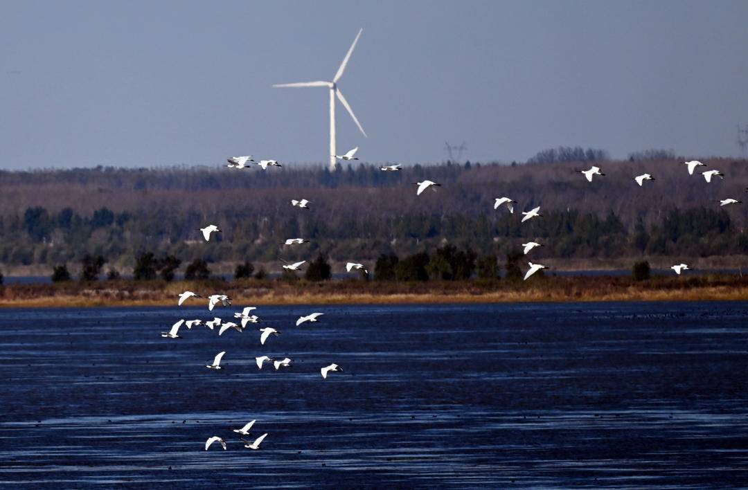 康平臥龍湖：候鳥翔集繪就生態絕美畫卷
