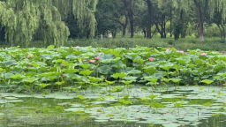 “清涼一夏，荷色生香”——北陵公園荷韻滿園待君來
