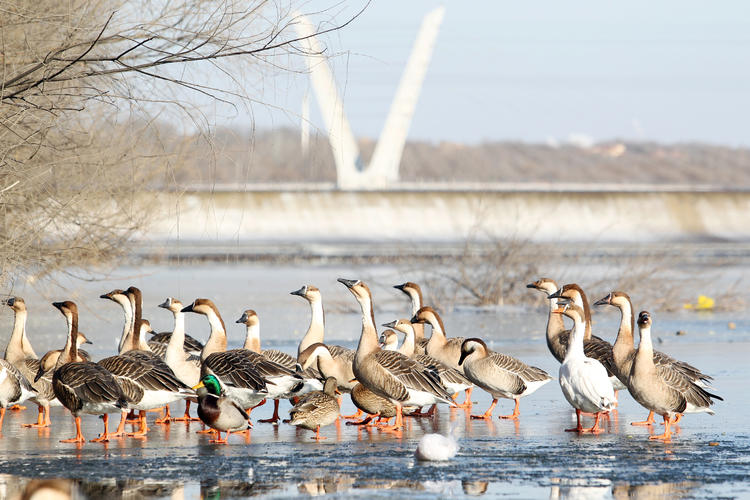 雁舞渾河岸 景繪瀋陽冬_fororder_轉載圖3