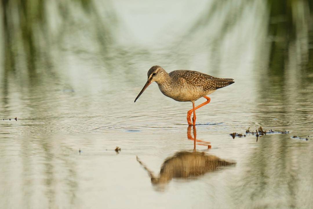 鶴鷸秋日舞淩河
