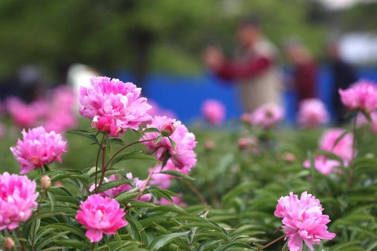 朝陽：五月“花神”芍藥盛放
